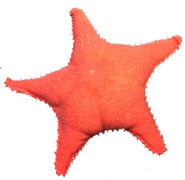 estrellaCulona