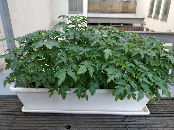 pt: uma imagem lateral de um pote com tomates. / en: A side picture of a pot full of tomato plants
