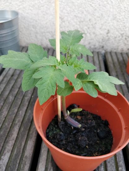 pt: Uma foto de um pé-de-feijão, a planta está com já razoavelmente alta e se encostando numa madeira / en: a picture of a bean sprout, the sprout is already kinda tall and it's supporting itself on a wooden stick.
