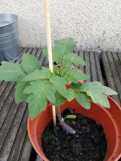 pt: a mesma imagem, mas o foco está na base da planta, que é cabeludinha / en: the same picture, but the focus is in the base of the plant, which is hairy