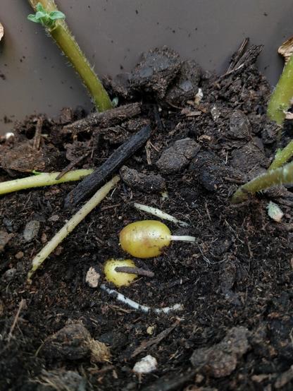 PT: uma foto de batatas bem pequenas, ainda na terra. As batatas são pouco maiores que uvas. EN: A picture of very small potatoes still in the ground. The potatoes are roughly the size of grapes.