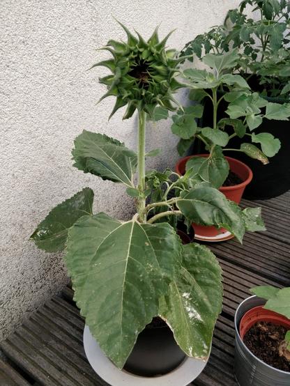PT: foto de um dos girassóis, está grande e a flor está ainda verde, mas já tem o formato de um girassol / en: one of the sunflower plants. it's big, the flower is still green, but already has the shape of a sunflower