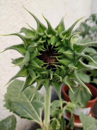 pt: uma foto de perto da flor do girassol, dentro já dá pra ver a parte marrom característica da flor de girassol / en : a close-up of the sunflower flower, it's possible to see the inside brown which is caracteristic of the sunflower