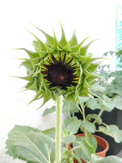 pt: uma imagem de um girassol quase aberto. as pétalas amarelas começam a surgir no interior, ainda meio esverdeadas / en: an image of a sunflower almost open. the yellow petals start to appear in the interior, still kinda green