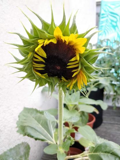 pt: uma imagem de um girassol quase aberto. As pétalas amarelas estão desabrochando, algumas ainda dobradas no interior / en: an image of a sunflower almost open. The yellow petals are open, some still folded inside