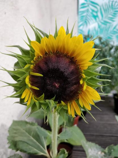 pt: um girassol aberto, algumas pétalas ainda estão dobradas, mas todas estão de um amarelo vivo, o interior de um marrom vivo / en: an open sunflower, some petals are still folded, but all have a lively yellow, the interior is a lively brown