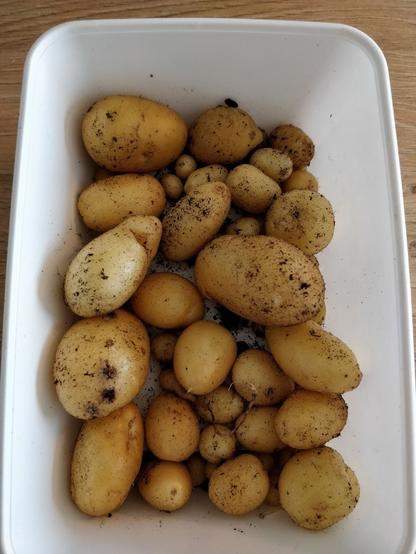 pt: uma foto de umas vinte batatas pequenas em um pote, ainda com terra. algumas são do tamanho de uvas, outras maiores / en: A picture of some twenty potatoes in a pot, still with dirt, some of them are grape sized, others bigger