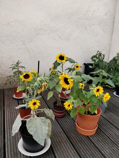 pt: uma foto dos girassóis que a gente plantou já crescidos / en: A picture of all the sunflowers we planted already grown