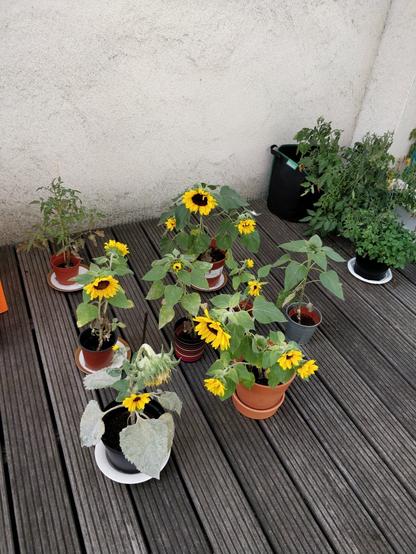 pt: uma foto dos girassóis que a gente plantou já crescidos, em outro ângulo / en: A picture of all the sunflowers we planted already grown, in another angle