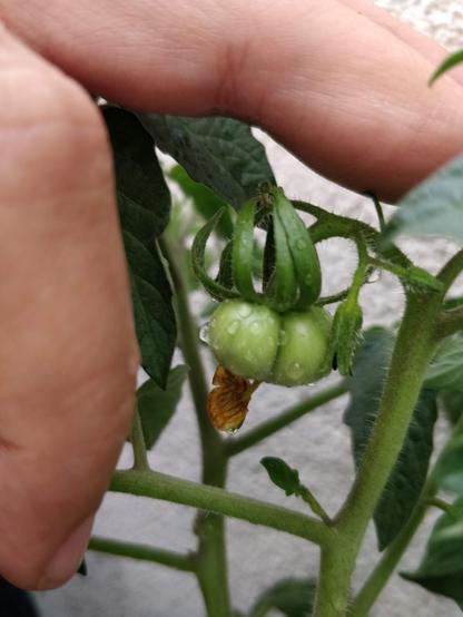 pt: uma foto de um tomate, bem pequeno e cheio de dobras / en: A picture of one of the tomatoes, it's very small, and full of folds