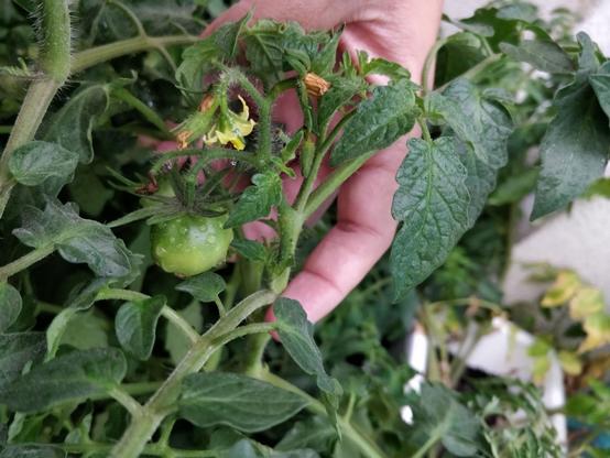 pt: Uma foto de outro tomate, esse o maior dos três / en: A picture of another tomato, the bigger of the three