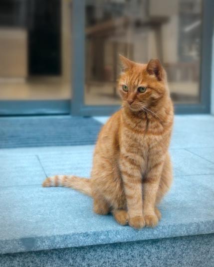 Photograph of a cat sitting on steps. CC by-SA 2019, Eylul Dogruel