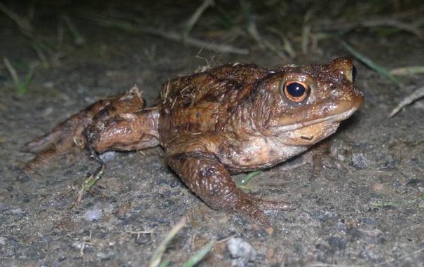 Evening close up photo of a Common Toad.