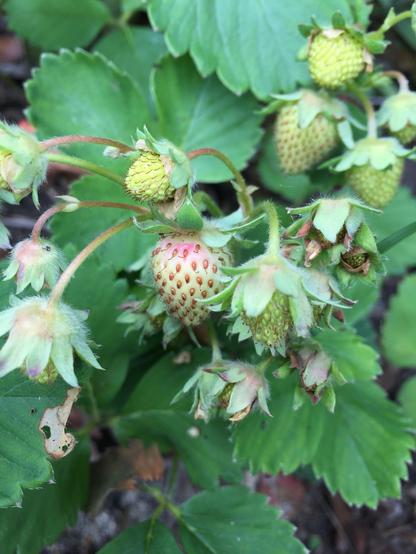 The first red blush spotted in the growing strawberry patch.