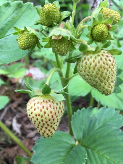 Forming strawberries are green, then the berry lightens as the seeds darker, and will finally turn red when ripe.