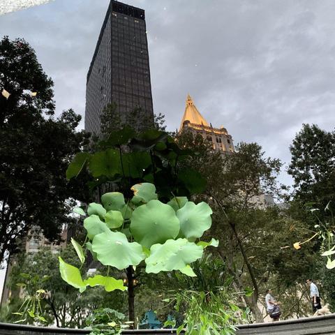 Two buildings reflect in a still and flat pool of water. Some plants are growing in the water as well, making it look as though they’re part of the reflection