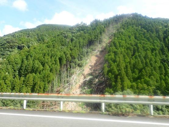 landslide among cryptomeria plantation trees