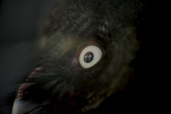 Close caption of a Great grey owl baby