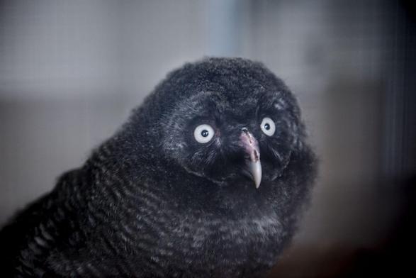 Great grey owl baby