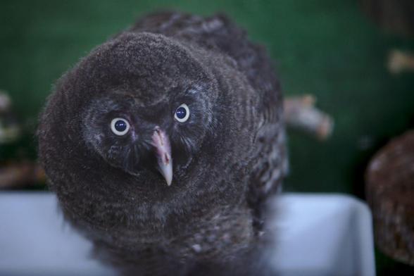 Great grey owl baby