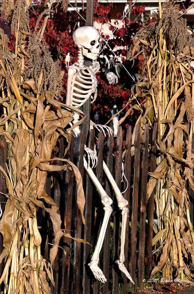 Skelton on Fence