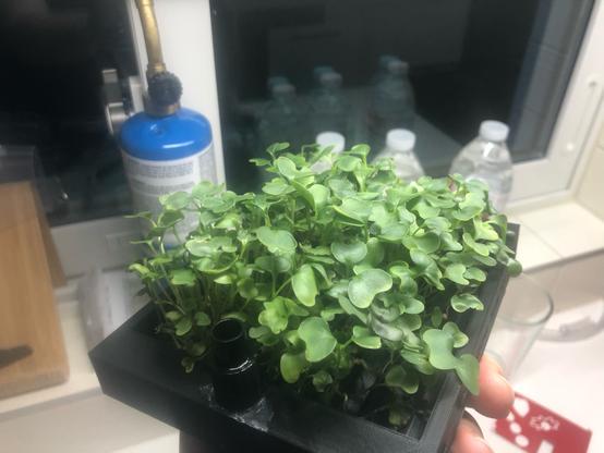 green plants on a black 3D printed tray