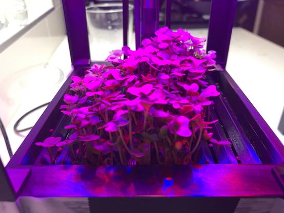 plants growing on a 3D printed tray under grow lights