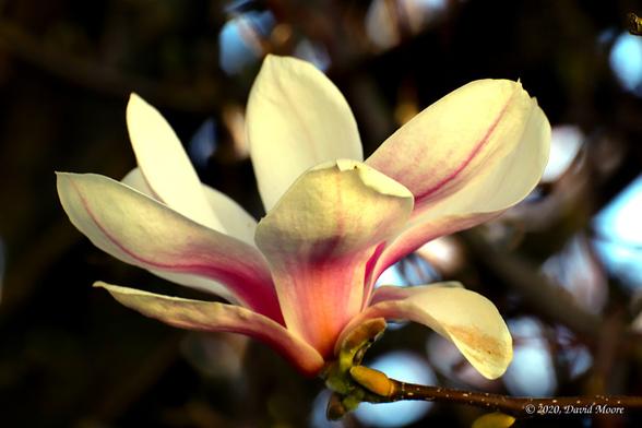 Magnolia