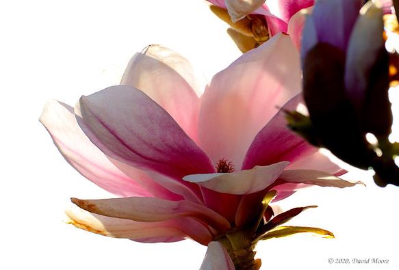 Magnolia