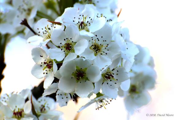 Callery Pear