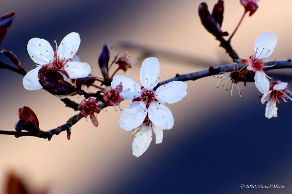 Flowering plumb