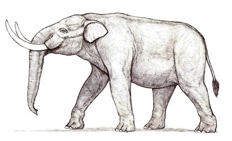 stegomastodonte