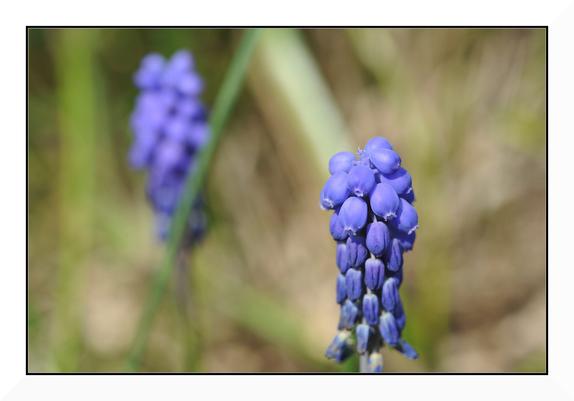 An in focus macro of a Grape Hyacinth, in the right foreground, with an out of focus twin in the left background.