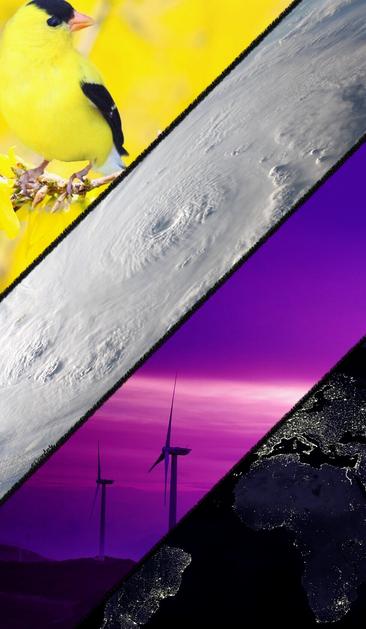 A collage of 4 images arranged to create the nonbinary flag. The first image is a gold finch, the second is a hurricane, the third is of some wind turbines in sunset, the fourth is of some earth continents and the light many cities produce at night viewed from space.