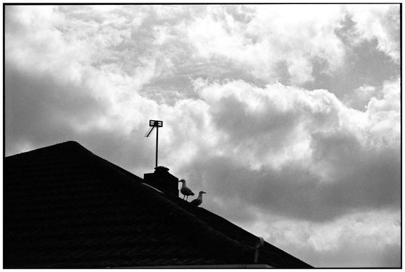 A monochrome photograph. A semi-silhouette with a background of sky and clouds.
Two gulls stood on a tiled roof, next to a short chimney stack, with an aerial attached.