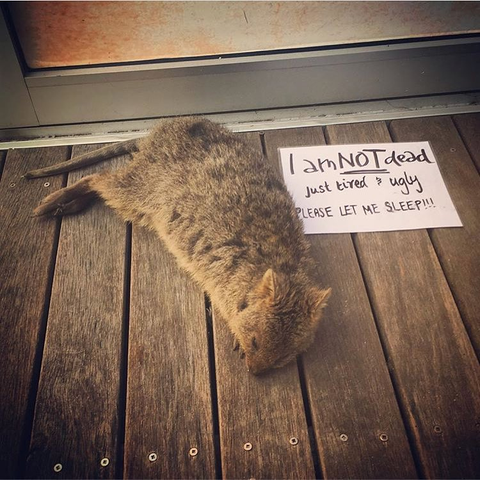 a small rodent sleeps near a doorwall. a paper next to it reads " i am NOT dead just tired and ugly. please let me sleep!!!!"