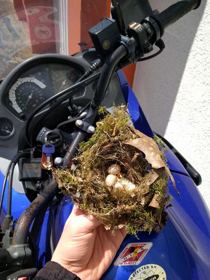 Birds nest, taken from a motorbike