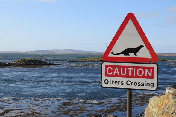 A triangular road sign with a silhouette of an otter. Below the triangular sign is the text: "CAUTION Otters Crossing".

Behind the sign is an expanse of shallow sea.