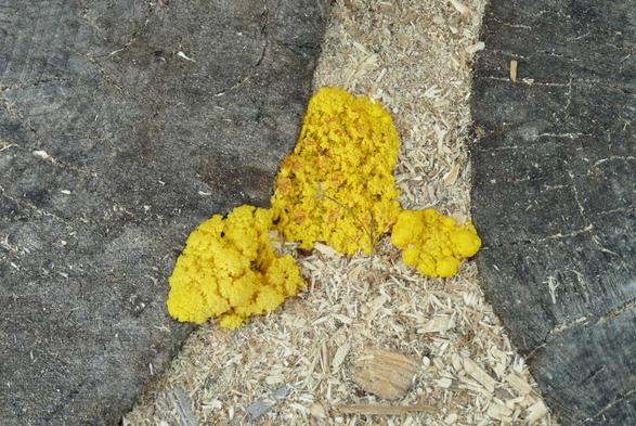 Physarum polycephalum