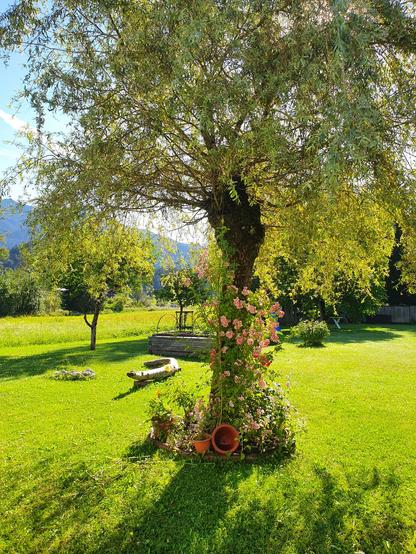Eine Trauerweide, an der sich pittoresk eine Rose mit rosaroten Blüten hochrankt.