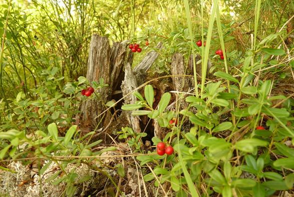 Airelles rouges