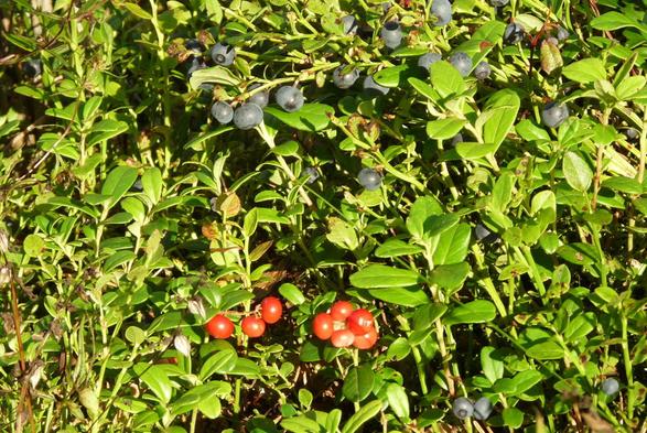 Myrtilles et airelles rouges