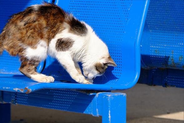 A bicolour tabby-and-white cat on blue chairs in the waiting area of a Greek port.
