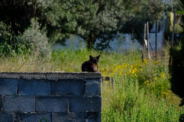 A black cat, resting on the corner of a brick wall in a garden.