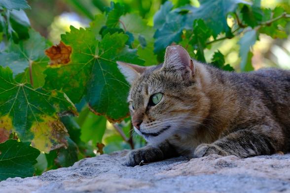 A beautiful golden/red tabby cat, resting on a wall in front of vine leafs, curiously looking to the left side of the photo.