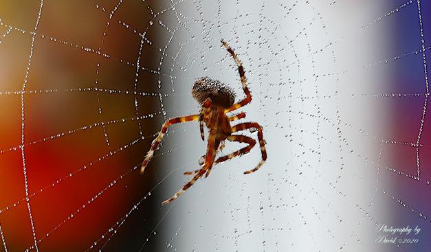 Cross Spider on Web with Water Droplets