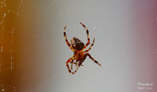 Cross Spider on Web with Water Droplets
