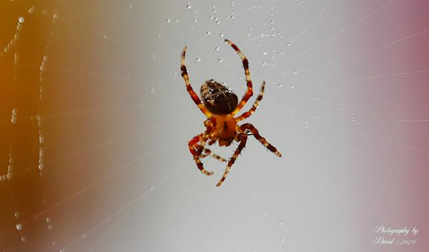 Cross Spider on Web with Water Droplets
