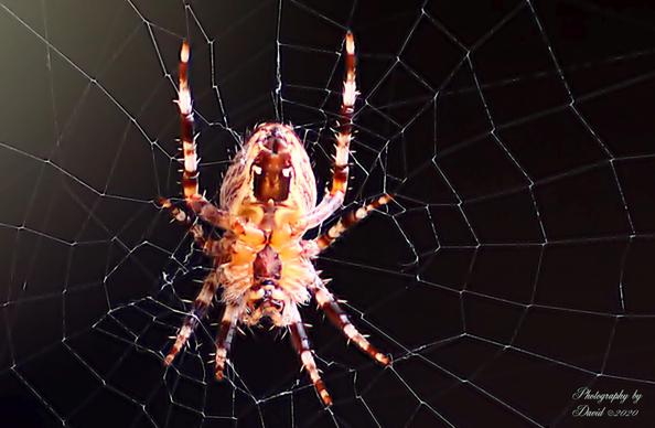 Web Repair After the Rain Cross Spider