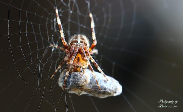 It's a Wrap..... Cross Spider with a caught Bee